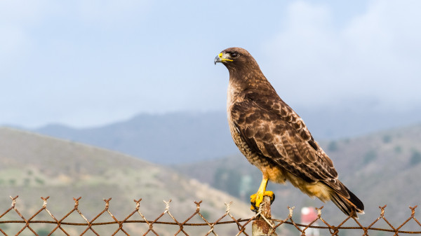Hawk bird
